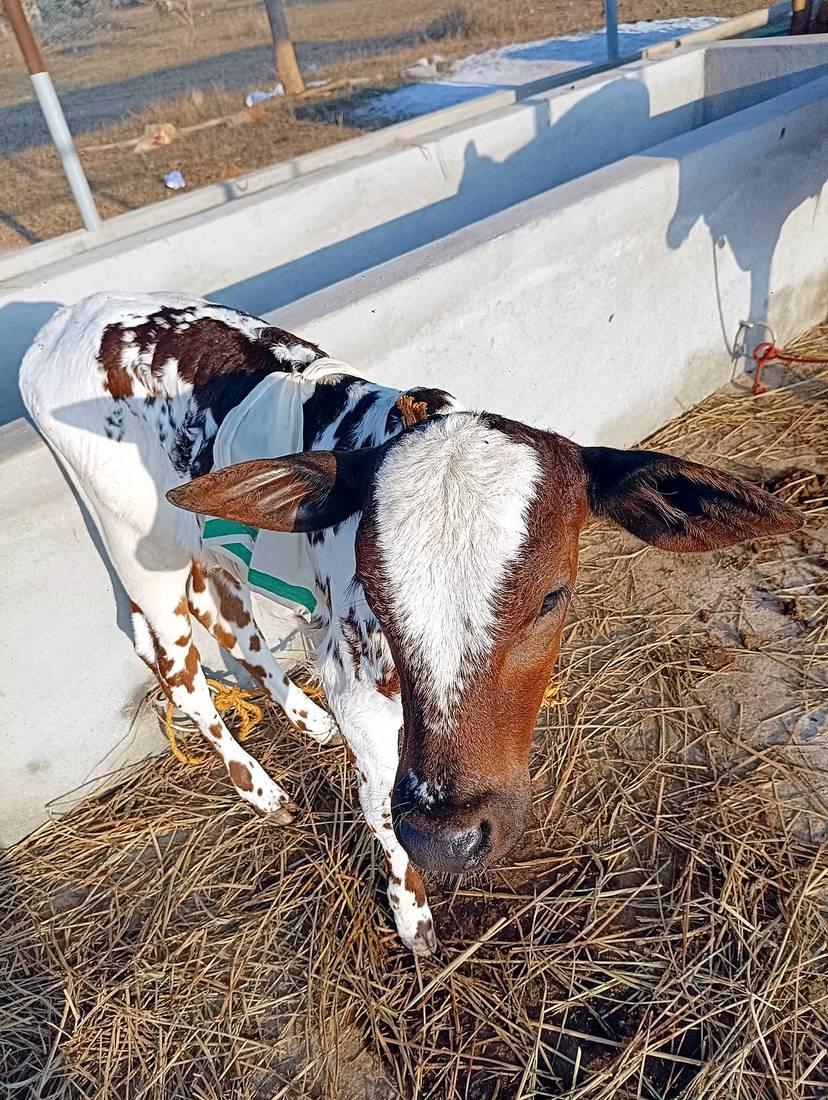A brown and white calf