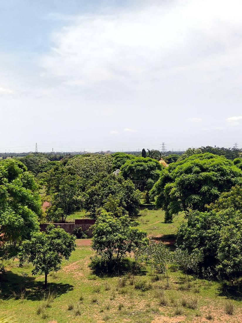 Mango and neem trees under a cloudy sky