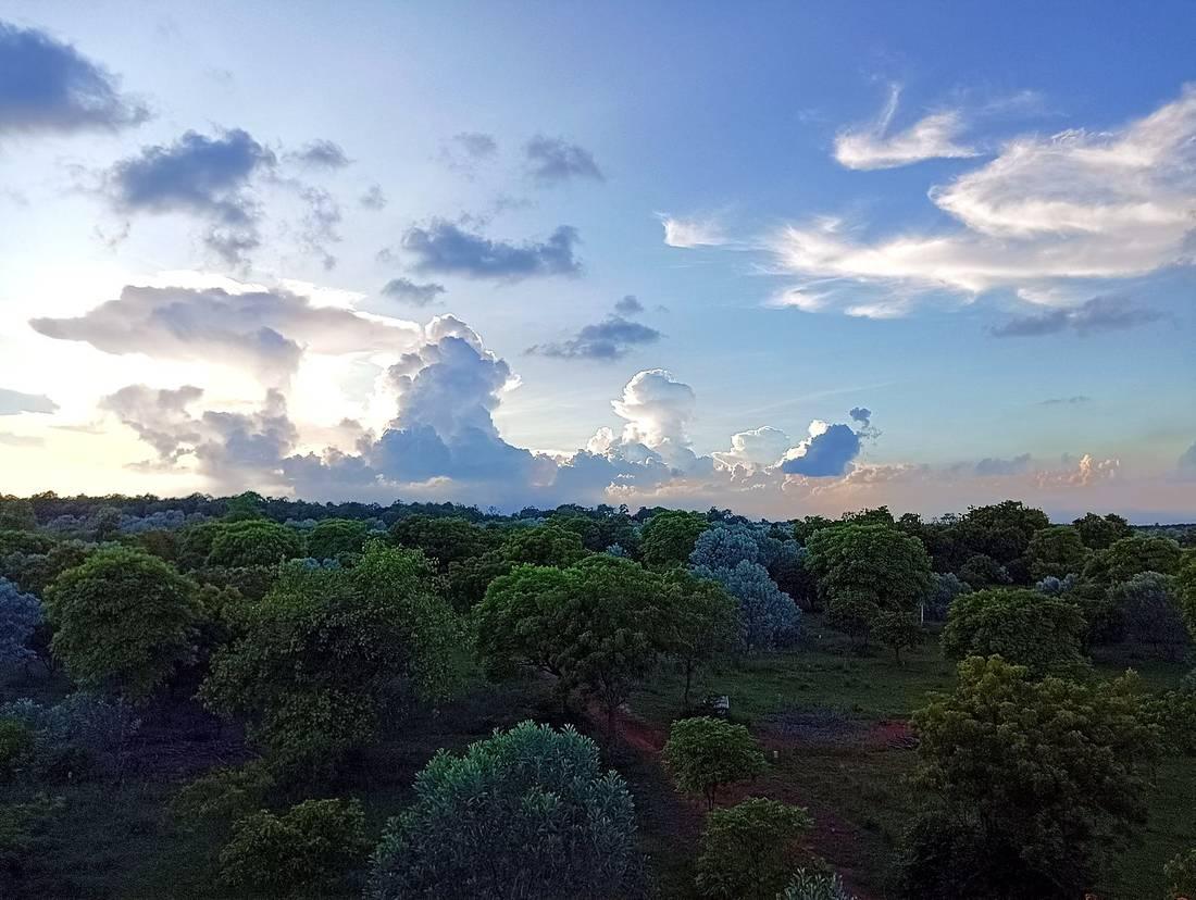Blue dusk sky over the forest