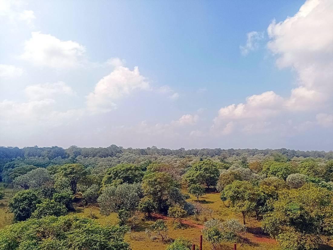 Forest and clouds on a clear day