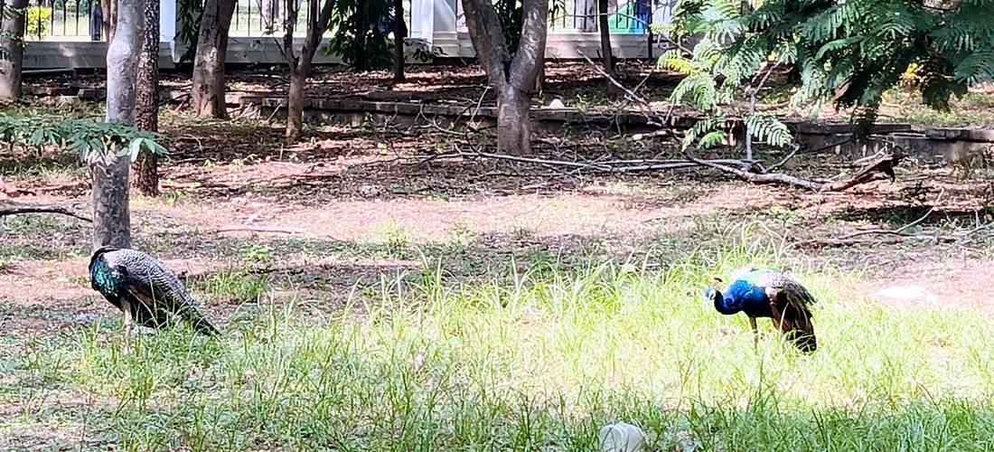 Two peafowl grazing in the grass