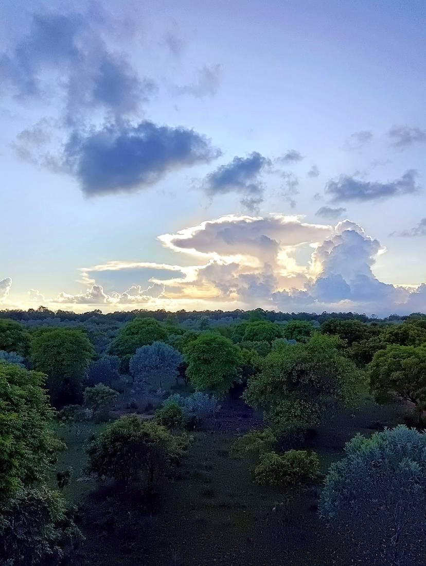 Glowing clouds over the forest at sunset